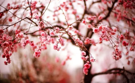 2023年4月份武汉还有樱花吗（去武汉看樱花时间一览）