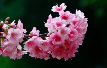 去武汉东湖看樱花穿什么衣服合适（去看樱花哪个时间段最适合拍照）