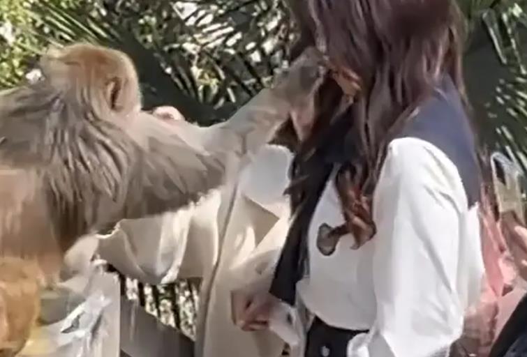 女子给猴子喂食被掌掴（景区回应受伤打疫苗可理赔）