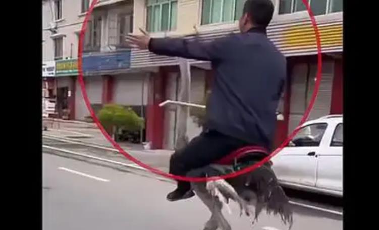 男子机动车道上骑鸵鸟还拍视频炫耀（已被警方批评）