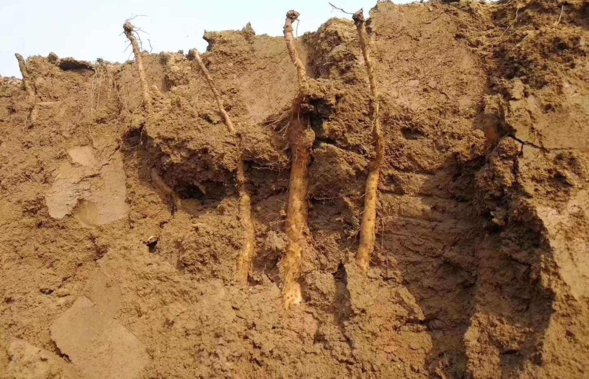 以不超过根部生长的深度比较好,不然植株根部容易长成细长状4山药是