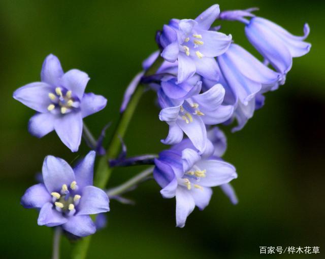 花香也更浓因此我们在种植铃兰的时候尽可能的挑选一些好的土壤来种植