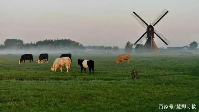 荷兰为什么被称为牧场之国
