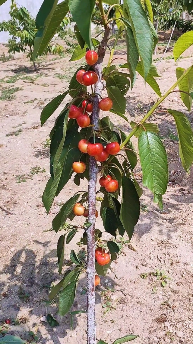 一年就会开花结果根据查询中国农产品官网显示,成熟的樱桃呈现红色