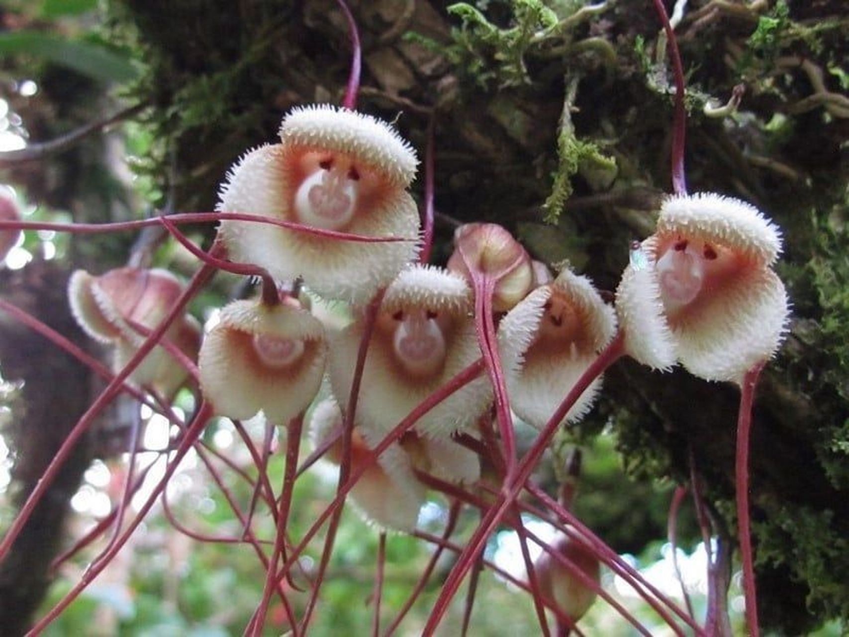 猴面小龙兰种子育苗图片
