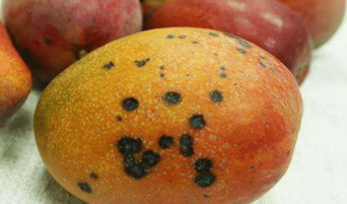 芒果长黑点还能吃吗