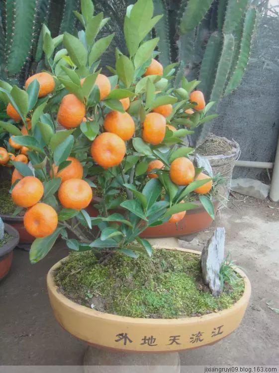 金钱橘养殖方法盆栽图片