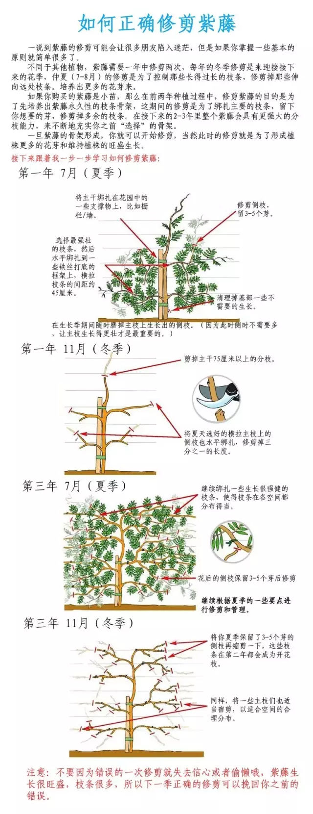 木菊怎么修剪图解图片