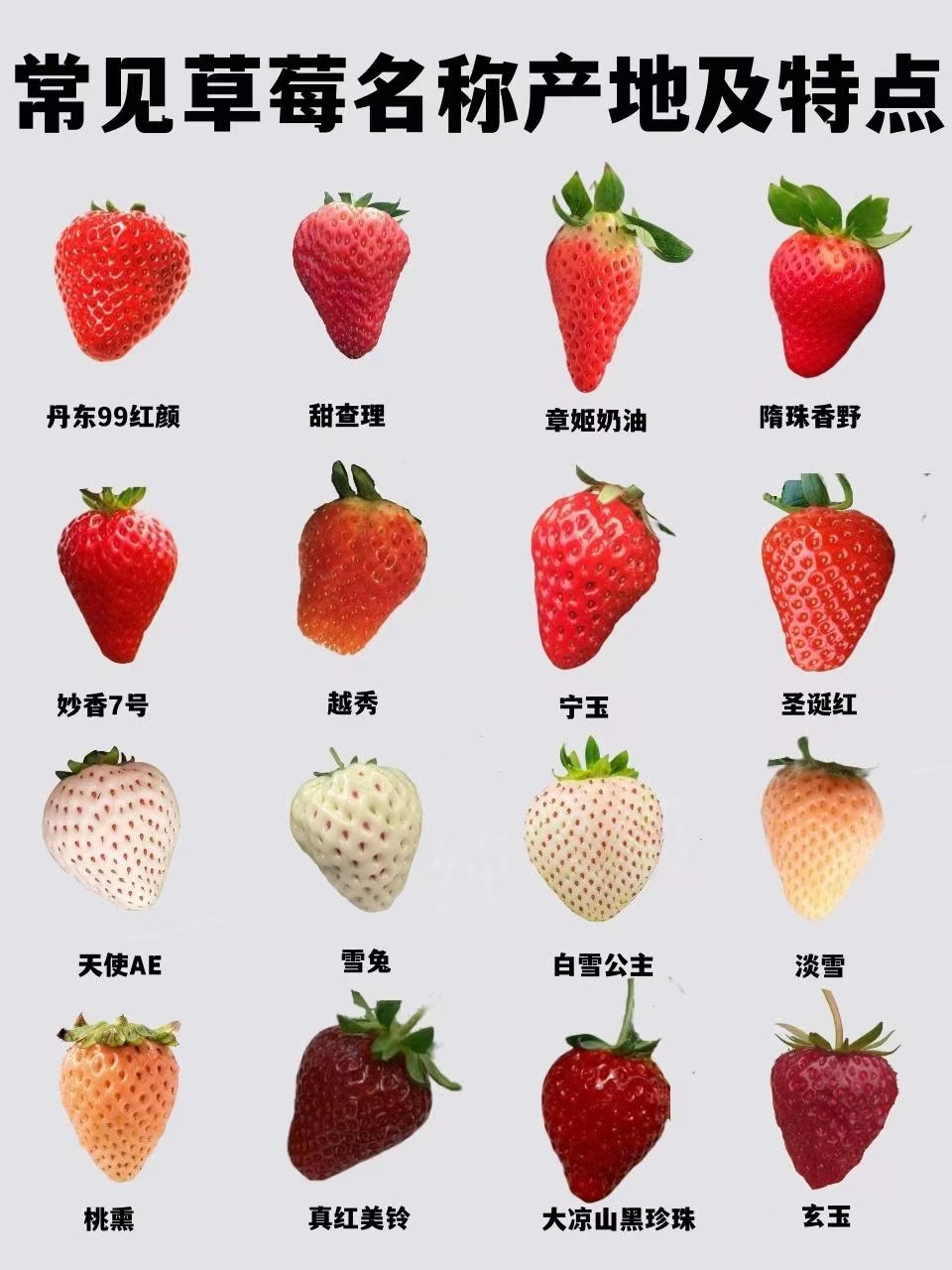 草莓种类品种图片