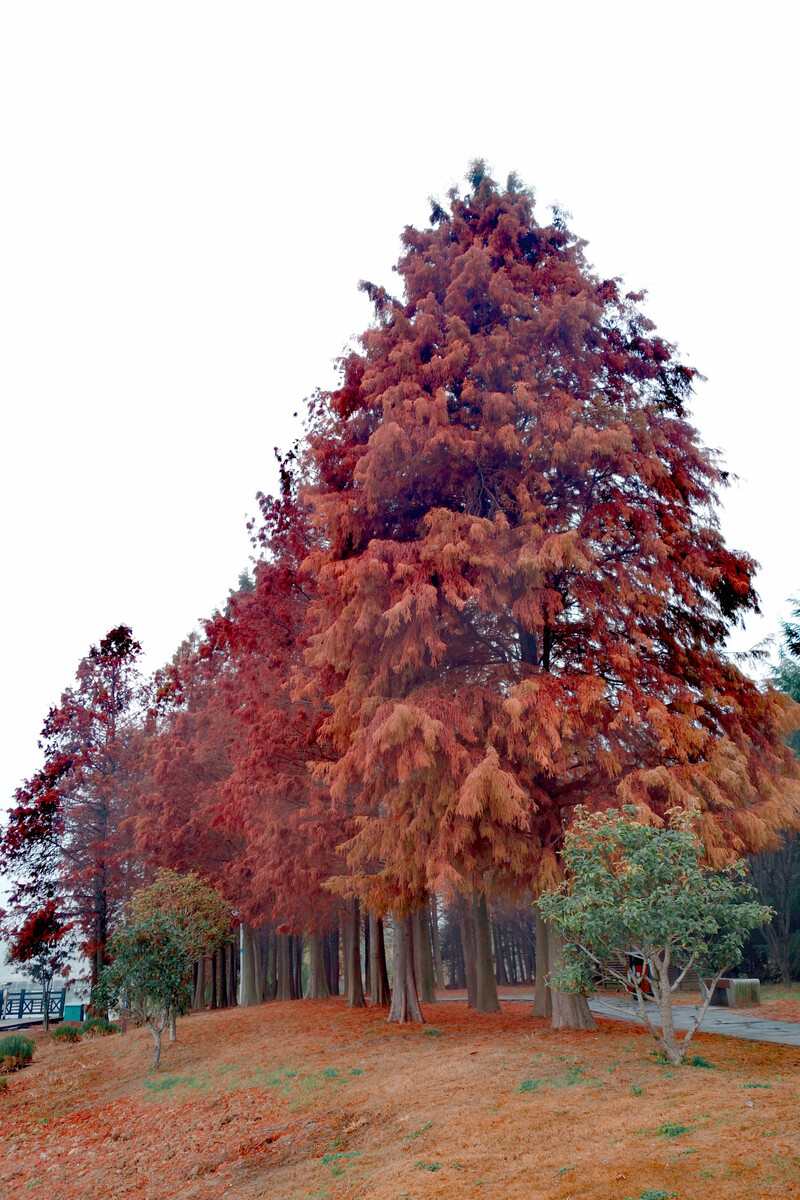 红树杉树图片图片