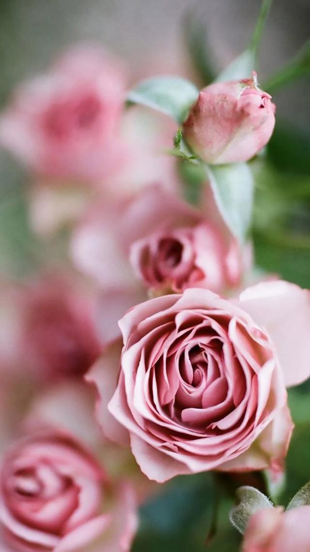 玫瑰花束图片大全唯美图片