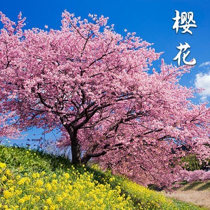 日本樱花品种赏樱图片