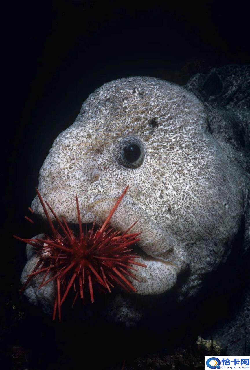 深海里最恐怖的鱼图片