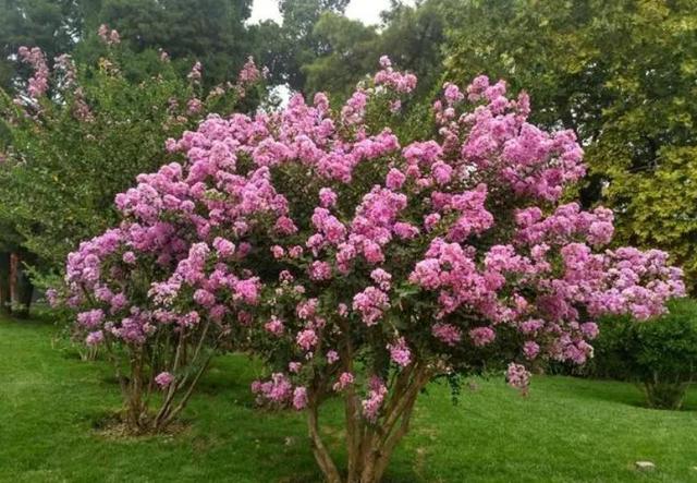 紫薇树冠幅图片