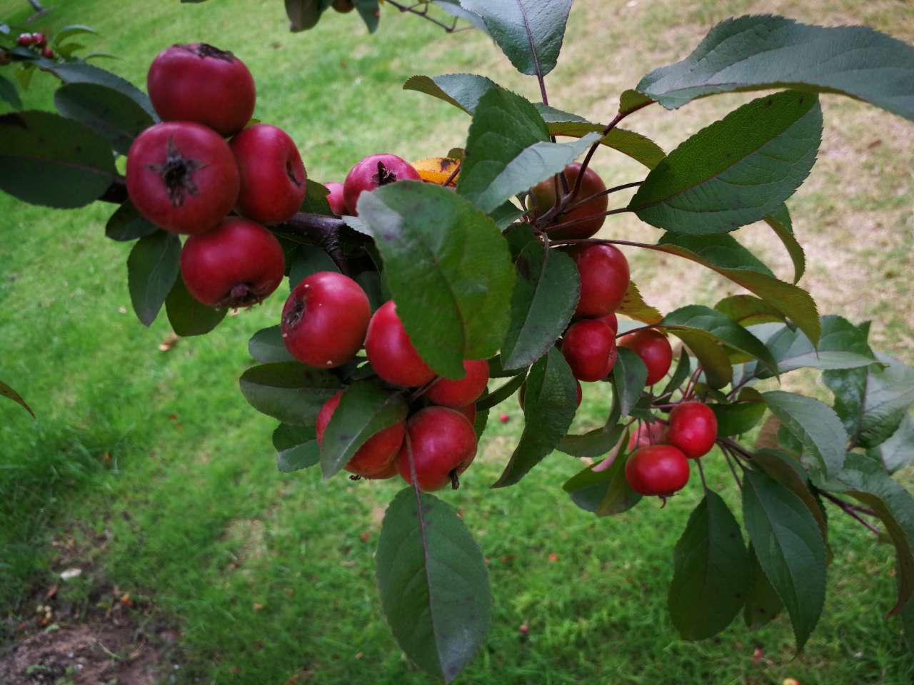 红十月海棠树图片