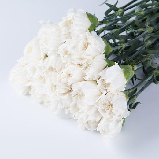 白色康乃馨图片 花语图片