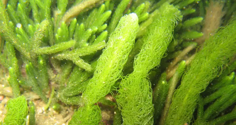 公园里常见的藻类植物图片
