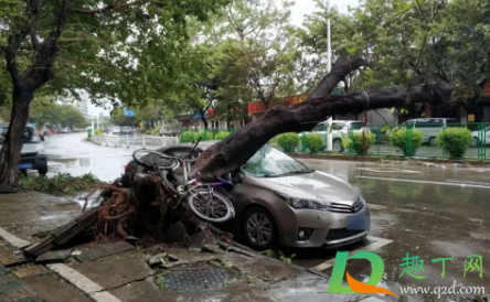 台风天车被树砸了怎么办？台风天车被树砸了保险赔吗？