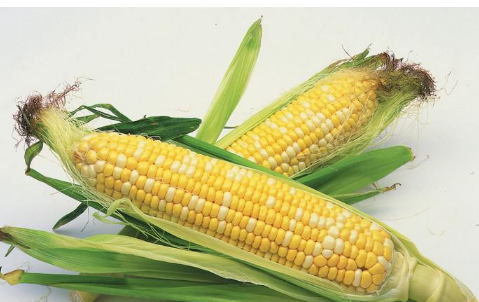 玉米可以套种什么农作物（玉米套种作用）