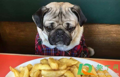 为什么狗不吃薯条？狗吃薯条一点点会死吗？