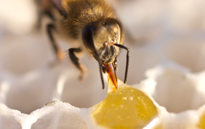 人们取了蜂蜜后蜜蜂还有得吃吗（没有蜂蜜蜜蜂吃什么）