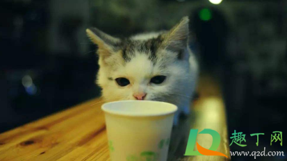 幼猫羊奶粉用什么水冲？猫咪的羊奶凉了可以喝吗？