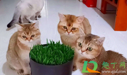 猫吃猫草还有什么吐毛？猫吃猫草毛球是吐出来的吗？