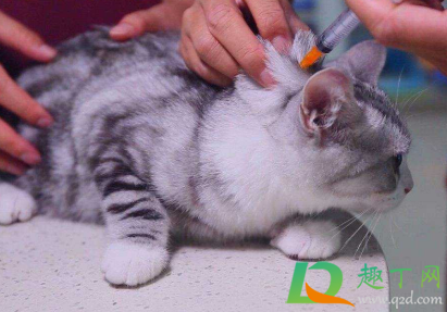 猫咪第一次打疫苗要多久？幼猫首次疫苗打几针？