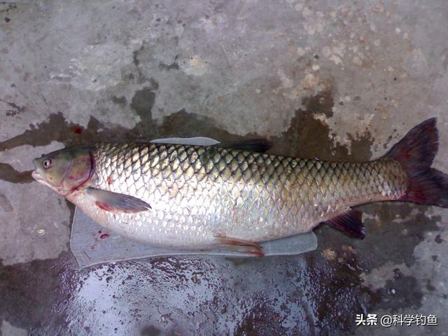 5.4米鱼竿能钓几斤的鱼（3.6米杆钓什么鱼）