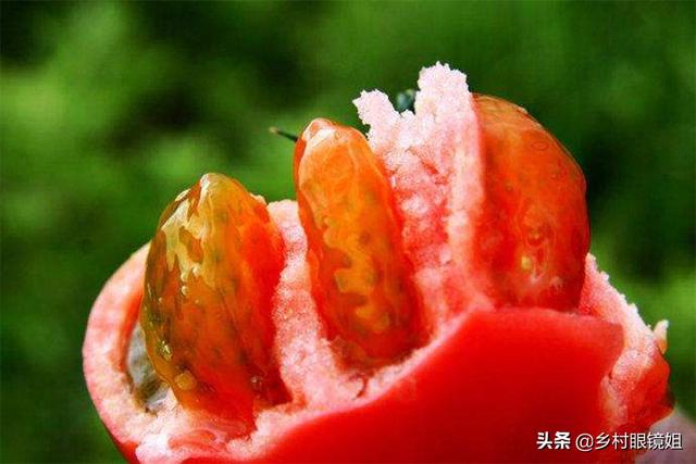 现在的西红柿越来越不好吃，自家菜园子，如何种植出好吃的西红柿？