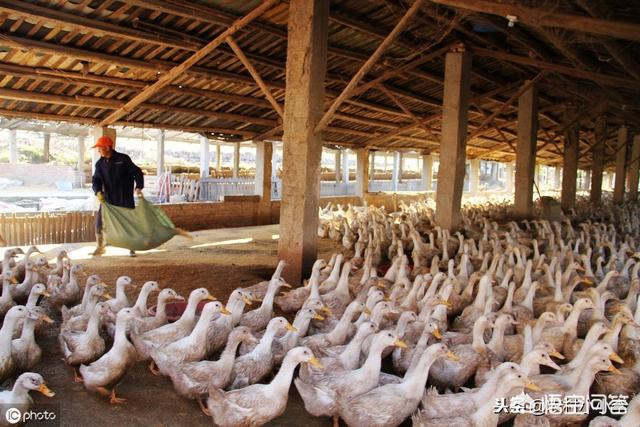 安徽的十大污染之一就是养鸭子，农村地区已经深受其害，有没有什么方法解决？
