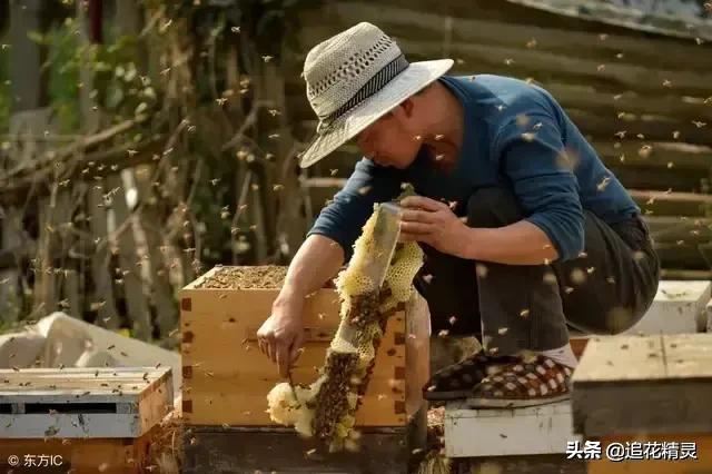 分蜂前取蜜还是分蜂后取蜜（蜜蜂几脾蜂才能取蜜）