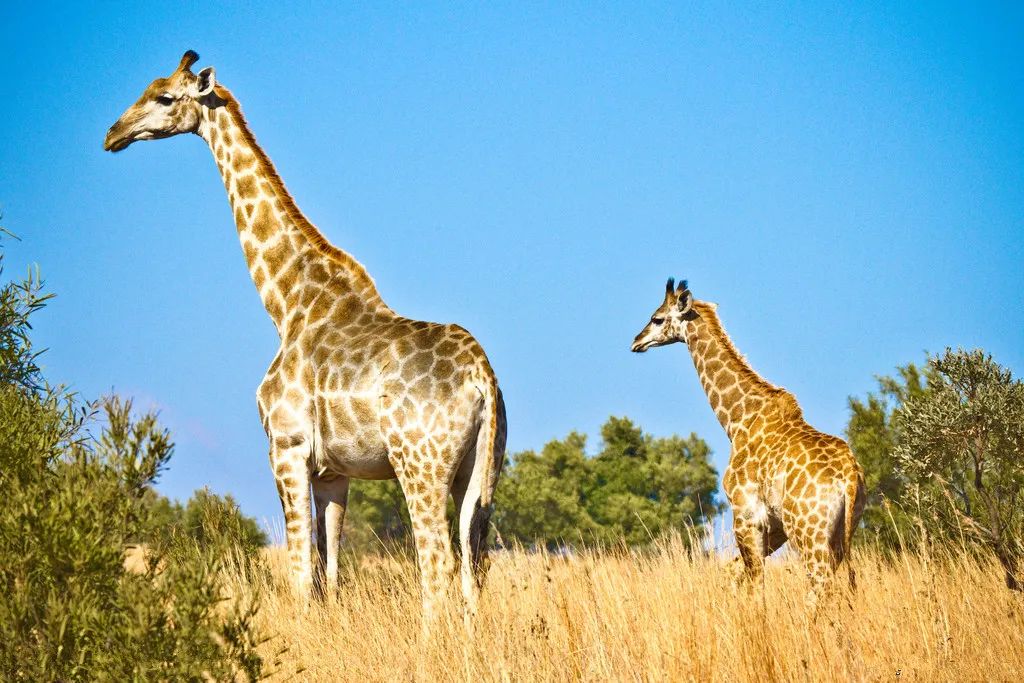 哪种动物高血压（为什么长颈鹿从一出生就患有高血压，却不会影响到健康？本文解答）