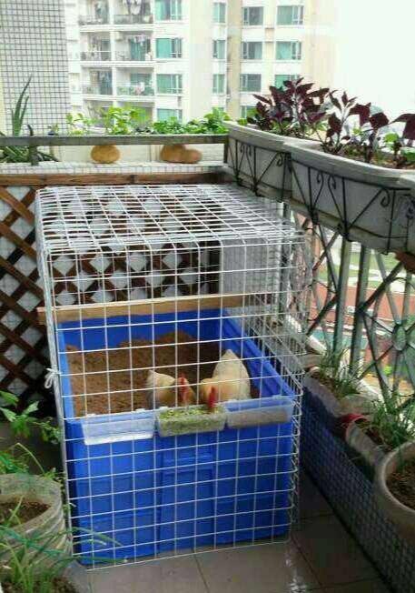 阳台养鸡自制鸡笼图片