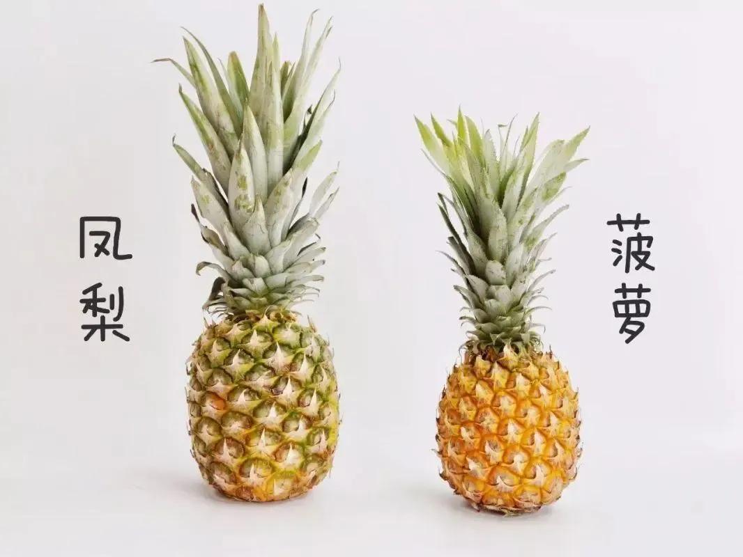 凤梨和菠萝一样吗（菠萝和凤梨是同一种水果？向你介绍三种水果的小秘密）