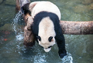 长屿硐天看大熊猫门票多少？