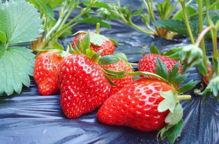 台州草莓基地在哪里-多少钱4月台州周末活动汇总