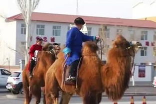 我想问一下内蒙古骑马多少钱