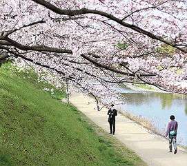 日本京都的樱花景点日本最佳樱花观赏地