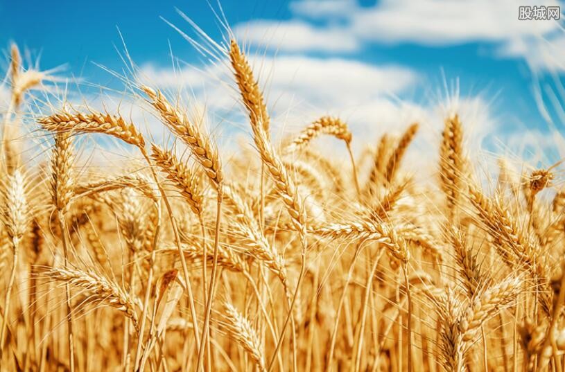 今天小麦多少钱一斤（揭2022年8月小麦价格最新行情）