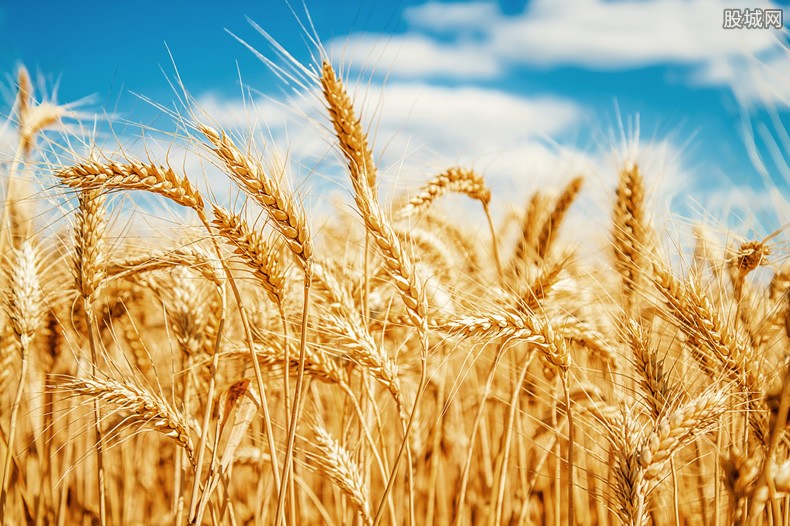 小麦自留种究竟能不能种会不会造成严重减产（揭晓答案）