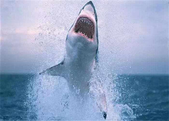 鲨鱼是不是哺乳动物（鲸鱼死后叫做鲸落，那么鲨鱼死后叫做什么？“鲨掉”吗？）