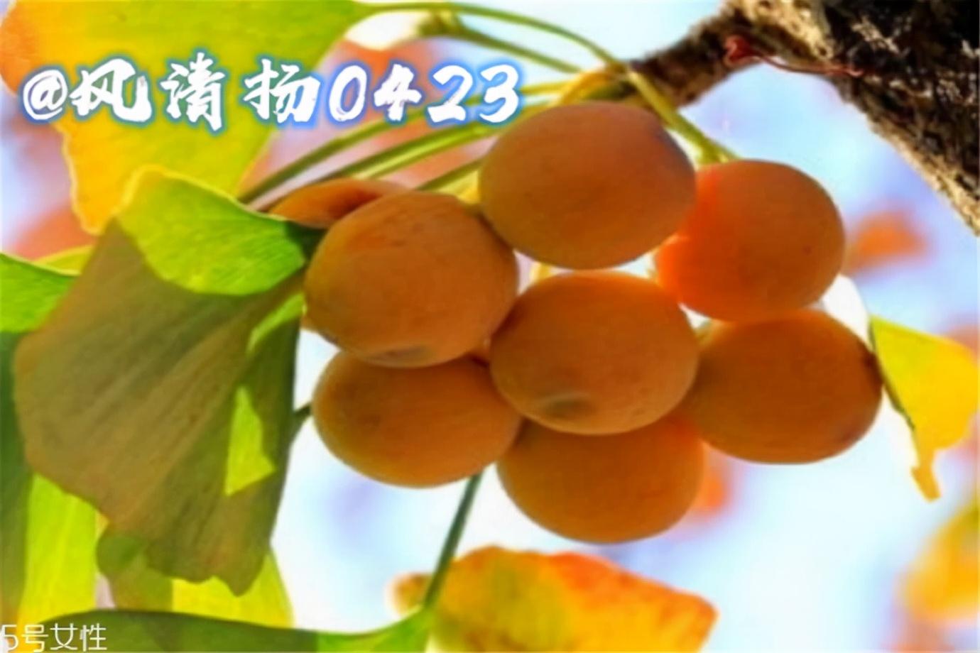 银杏树的特点（坚韧的象征——银杏（21——262））