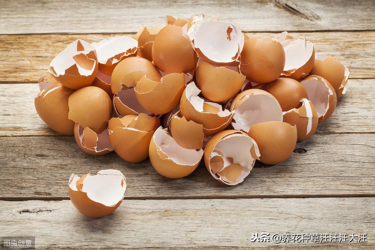 鸡蛋壳的主要成分是（养花种草过程使用鸡蛋壳，注意这三点，花卉植物不烂根，长得旺）