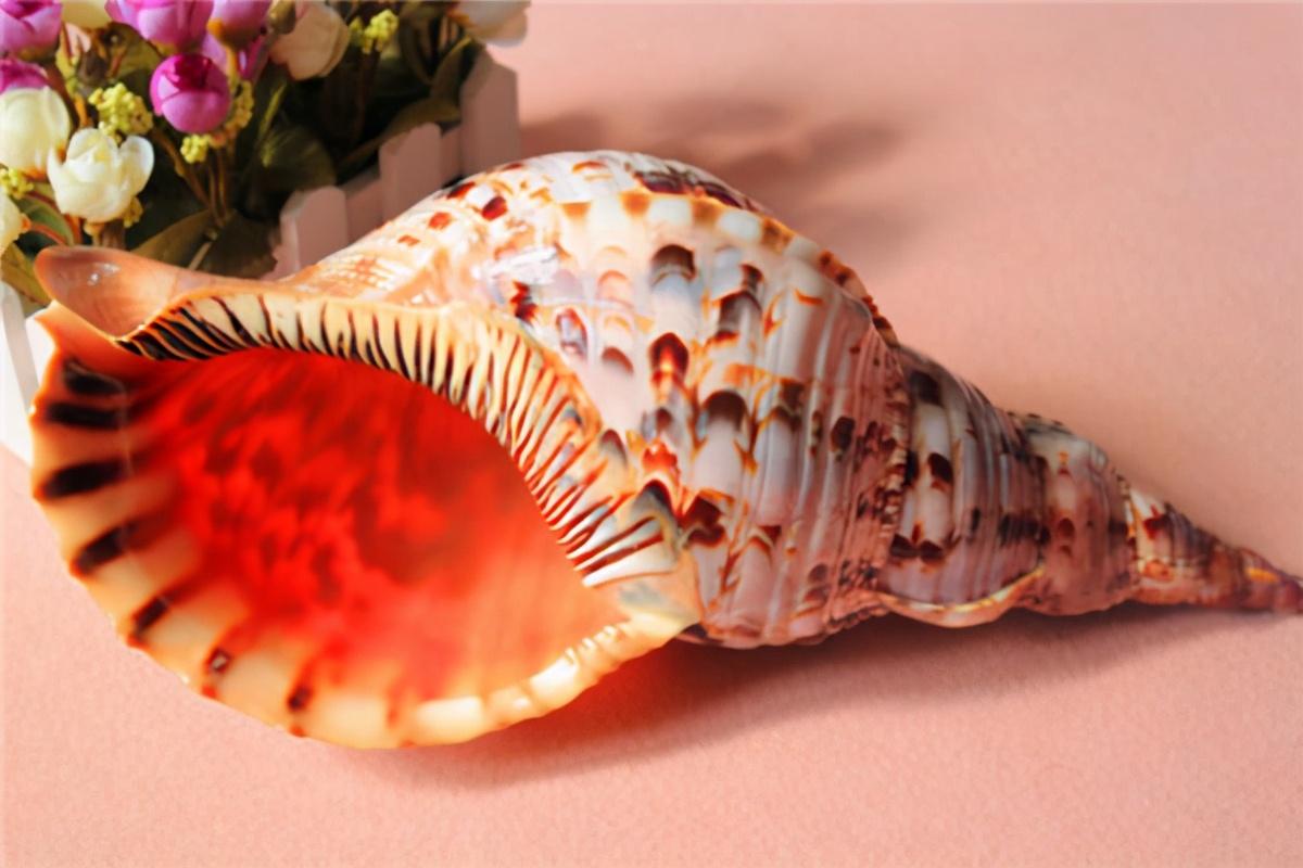 贝壳的种类（世界上最漂亮的十种贝类 世界上有哪些漂亮的贝壳）