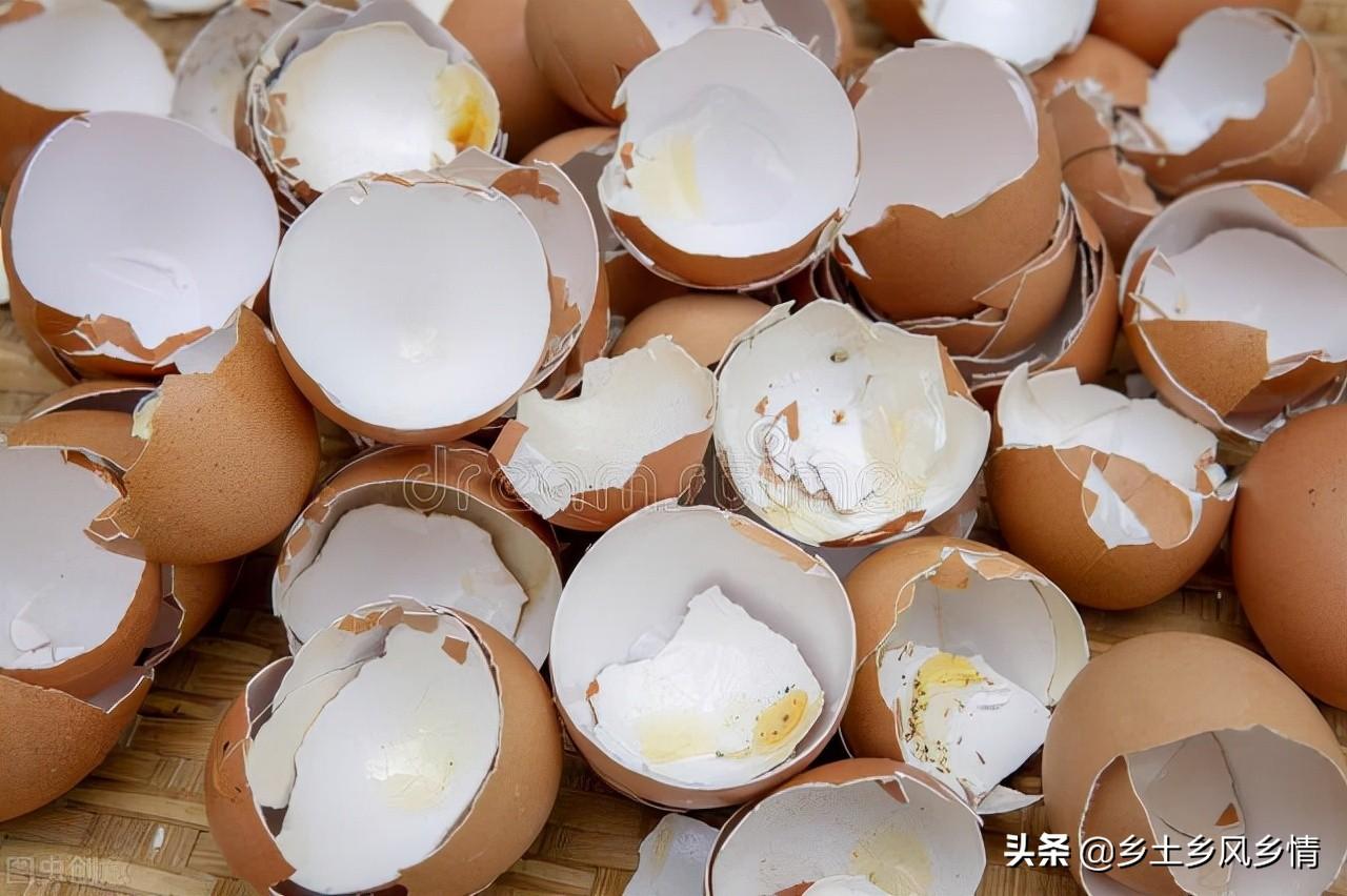 鸡蛋壳的主要成分（鸡蛋壳水浇菜怎么用，2种用法，还需注意一点）