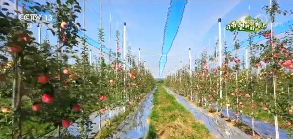 苹果的生长过程（在希望的田野上｜数十万亩苹果陆续成熟 特色产业推动乡村振兴）