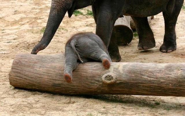 大象怀孕几个月生小象（母象怀胎两年，生下后需抚养12年之久）